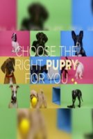 Как выбрать идеального щенка для Вас/Choose The Right Puppy For You