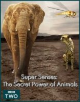 Уникальные способности животных/Super Senses: The Secret Power of Animals