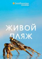 Живой пляж/The Living Beach